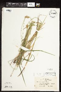 Carex scoparia image