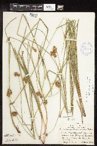 Carex scoparia image