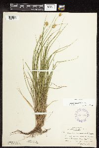 Carex scoparia image