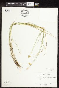 Carex scoparia image