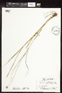 Carex scoparia image