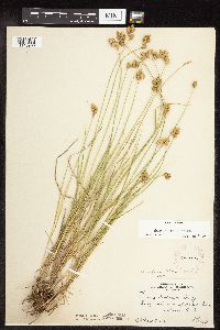Carex scoparia image