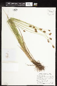Carex scoparia image
