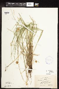 Carex scoparia image