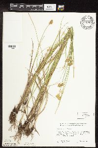 Carex scoparia image