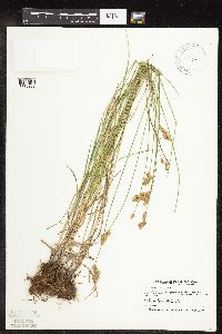 Carex scoparia image