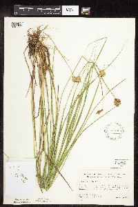 Carex scoparia image