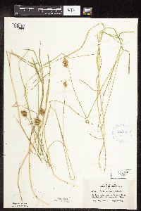 Carex scoparia image