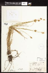 Carex scoparia image