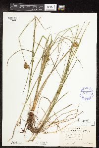 Carex scoparia image