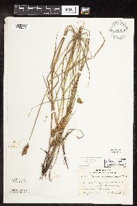 Carex scoparia image