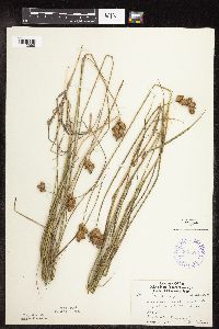 Carex scoparia image