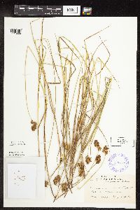 Carex scoparia image