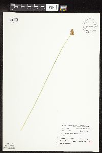 Carex scoparia image