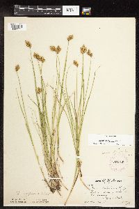 Carex scoparia image