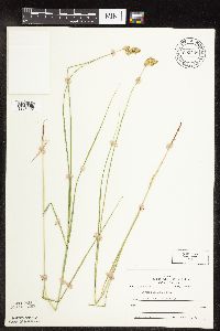 Carex scoparia image