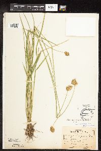 Carex scoparia image