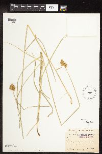 Carex scoparia image