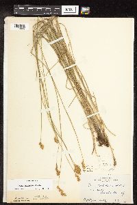 Carex scoparia image