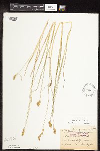Carex scoparia image
