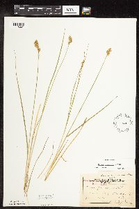 Carex scoparia image