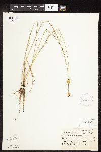 Carex scoparia image