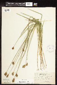Carex scoparia image