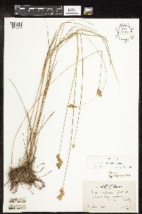 Carex scoparia image
