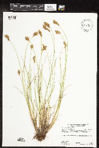 Carex scoparia image