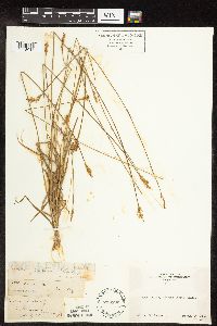Media resource of Carex siccata