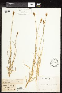 thumbnail image of current specimen