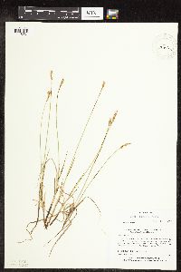 Thumbnail image of current specimen