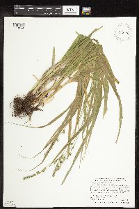 Carex sparganioides image