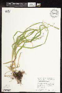 Carex sparganioides image