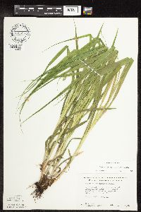 Carex sparganioides image