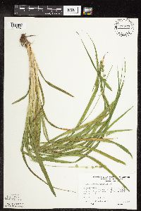 Carex sparganioides image