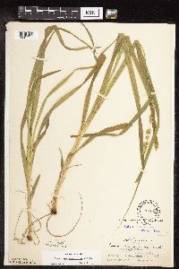 Carex sparganioides image