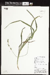 Carex sparganioides image