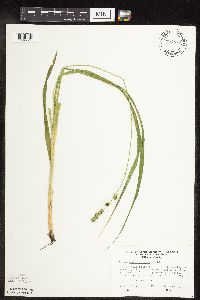 Carex sparganioides image