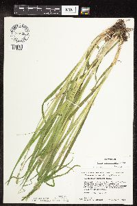 Carex sparganioides image