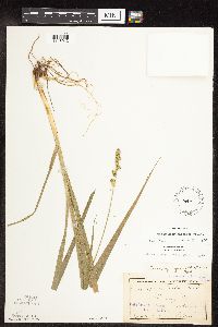 Carex sparganioides image