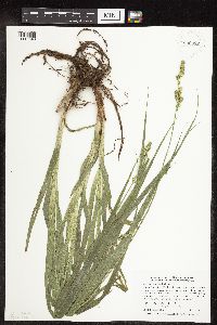 Carex sparganioides image