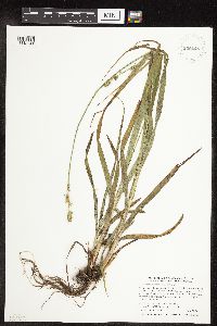 Carex sparganioides image