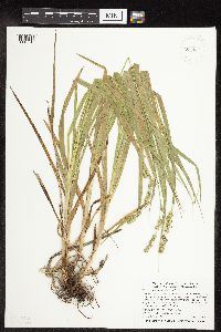 Carex sparganioides image