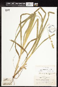 Carex sparganioides image