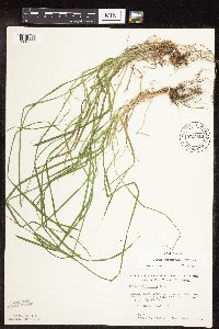 Carex sprengelii image