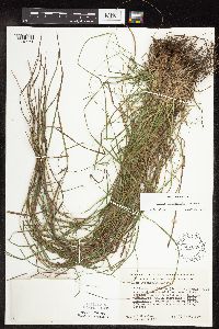Carex sprengelii image