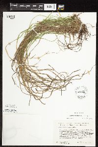 Carex sprengelii image