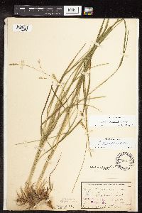 Carex sprengelii image