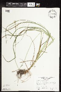 Carex sprengelii image